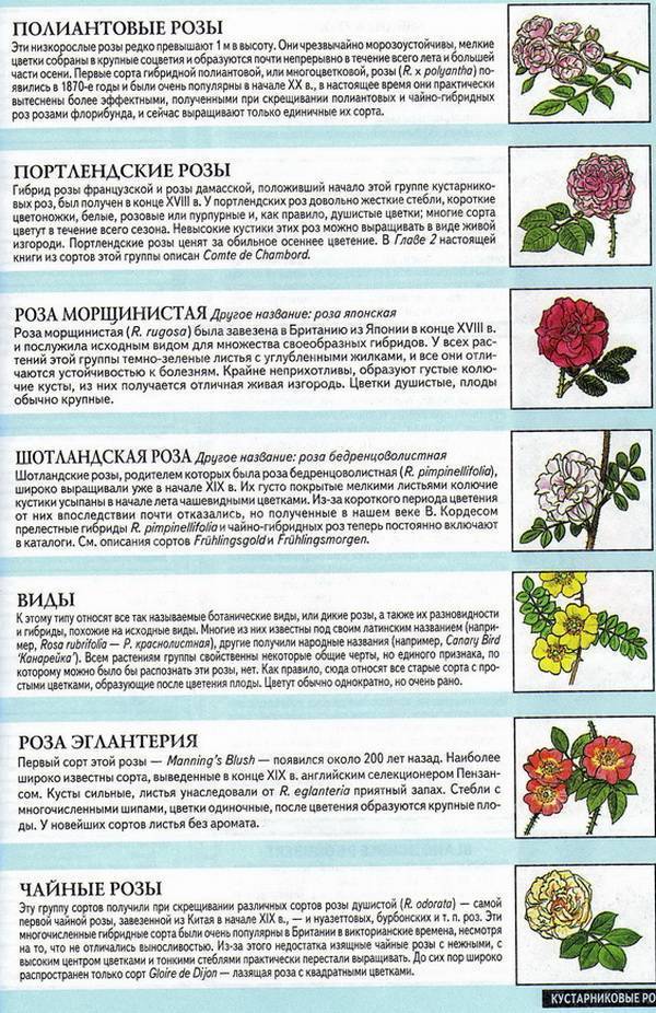 Чайно-гибридные розы (50 фото): виды, уход и посадка в открытом грунте