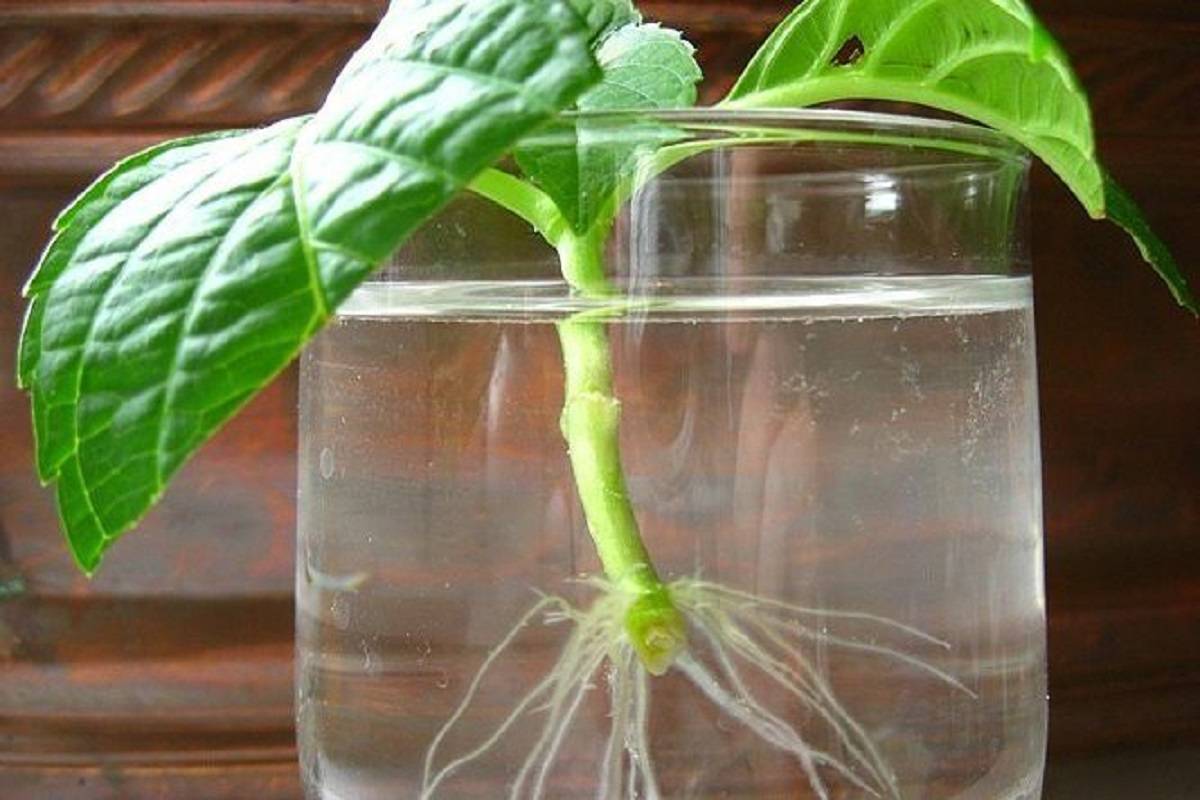 Как вырастить растение из черенков - wikihow