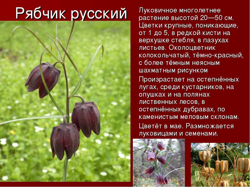 Цветок рябчик: фото и описание разновидностей, как выглядят растения разных видов, полезные свойства, рецепты применения