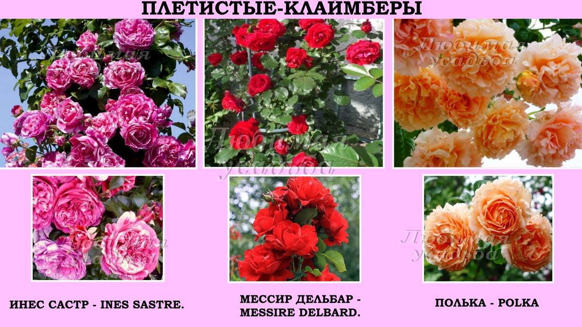 Описание и характеристики розы сорта алоха, правила посадки и ухода, применение