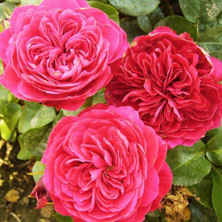 Роза леонардо да винчи: описание сорта и секреты успешного его выращивания
