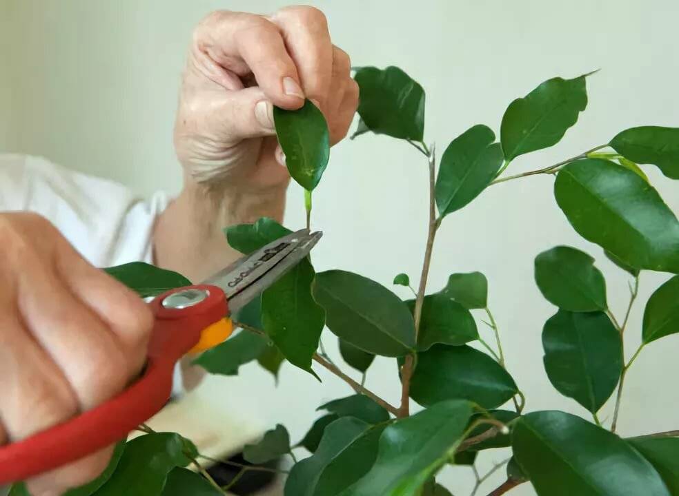 Как правильно обрезать комнатную розу — ботаничка