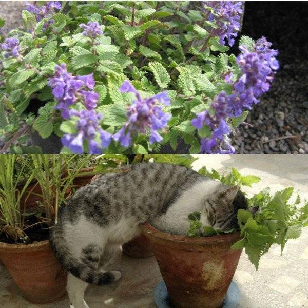 Мята кошачья — что это за растение и как выглядит