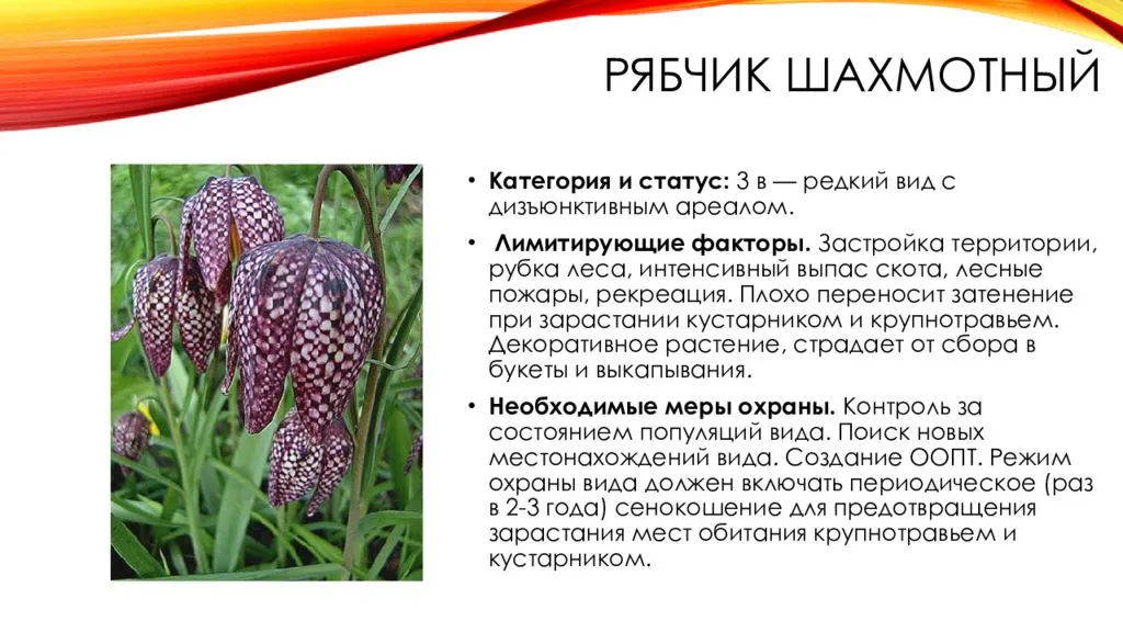 Подробное описание русского рябчика, в чем особенности цветков и их внешний вид