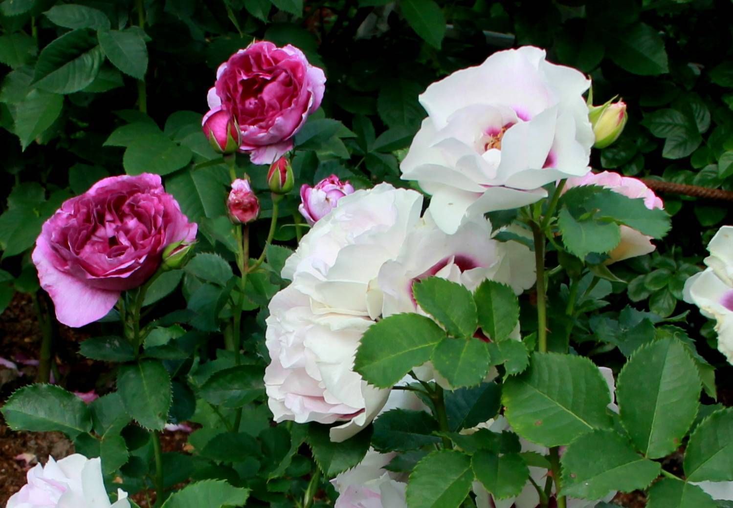Разновидности прелестной розы микс. особенности выращивания и ухода за цветком в домашних условиях