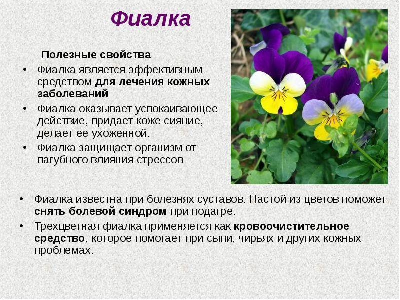 Фиалка : лекарственное растение, применение, отзывы, полезные свойства, противопоказания, формула цветка