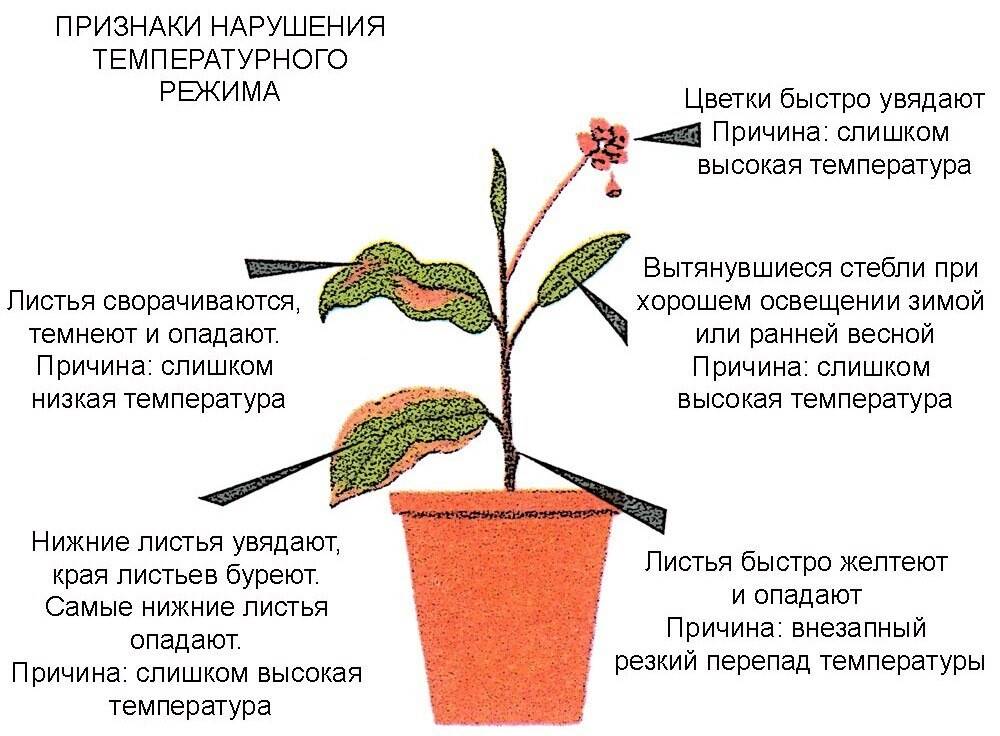 Разведение домашних цветов в горшках: как ухаживать за растениями в домашних условиях, рекомендации по выращиванию и правильной подкормке комнатных цветков