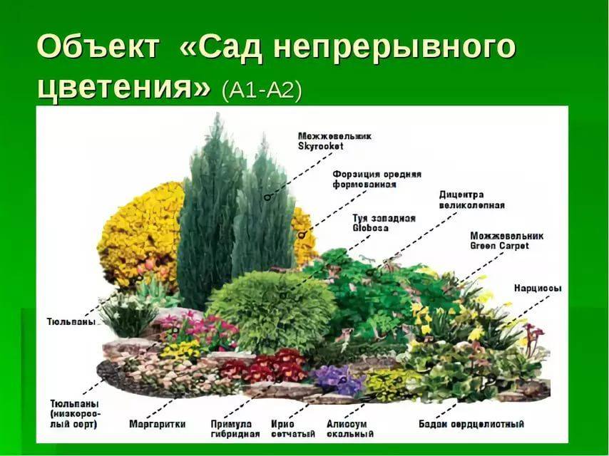10 правил выбора и размещения растений в доме