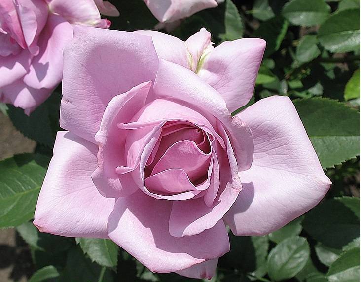 Роза чайно-гибридная голубой нил: описание, фото
