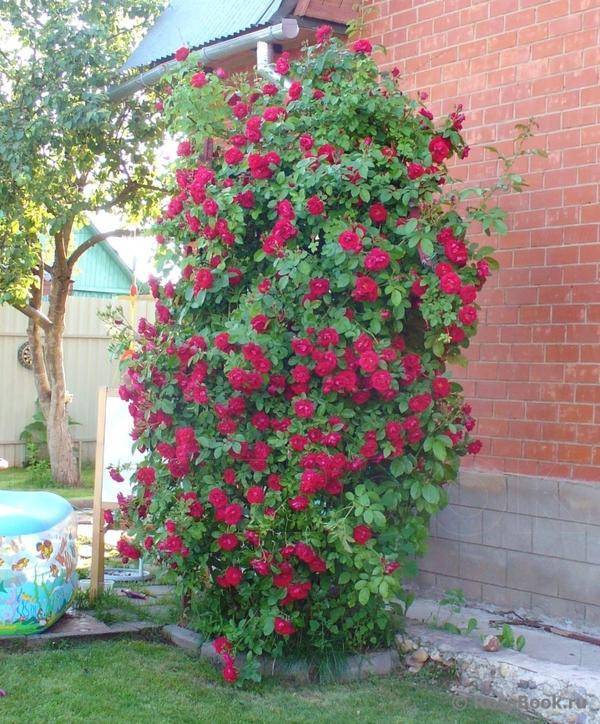 Роза генри келси энциклопедия роз | мой сад и огород