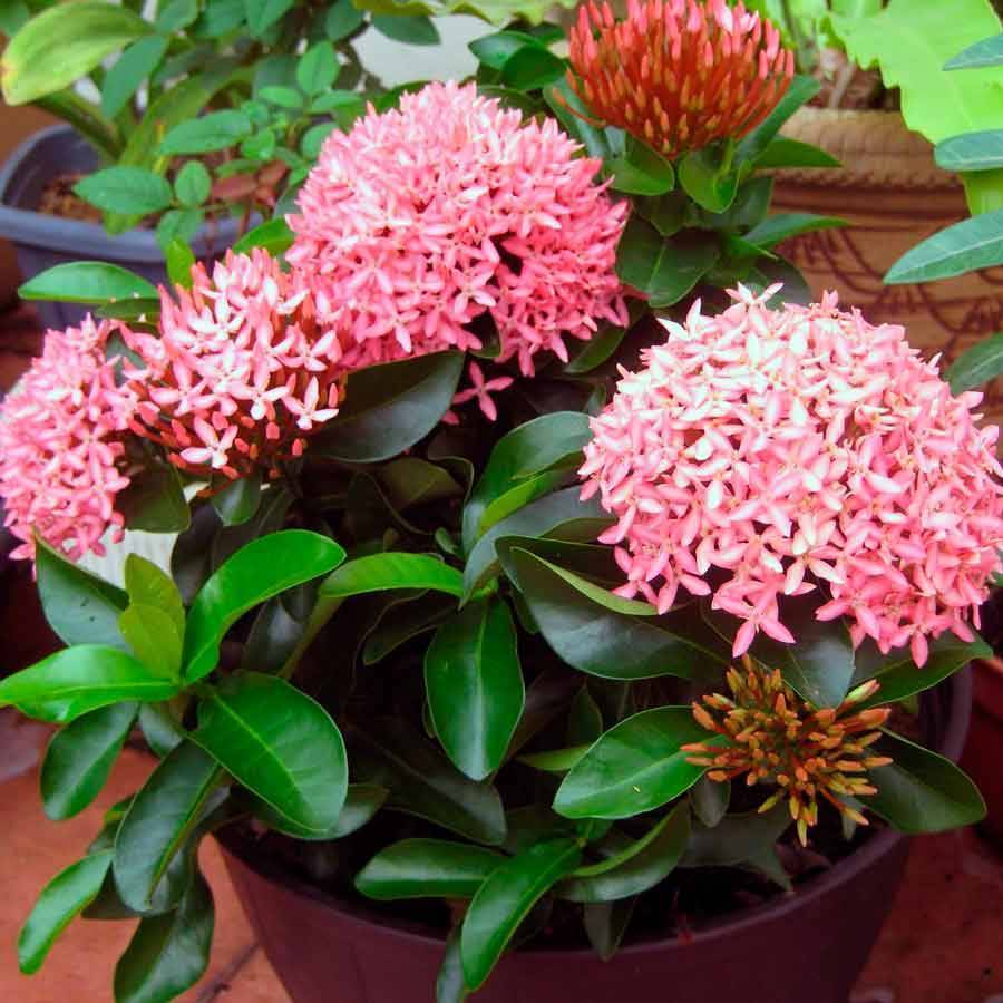Иксора (пламя лесов): инструкция, как выращивать безупречный цветок в домашних условиях. уход, полив, пересадка + 135 фото цветка
