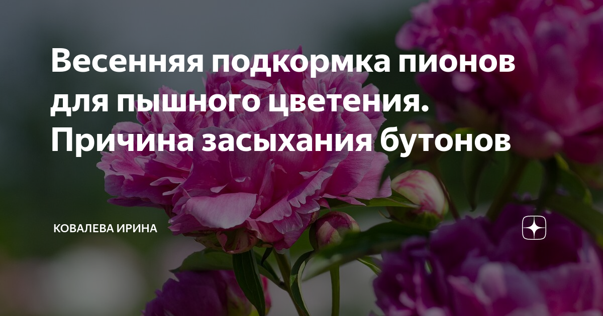 Чем подкормить пионы весной для пышного цветения: навозом, золой, яичной скорлупой, костной мукой