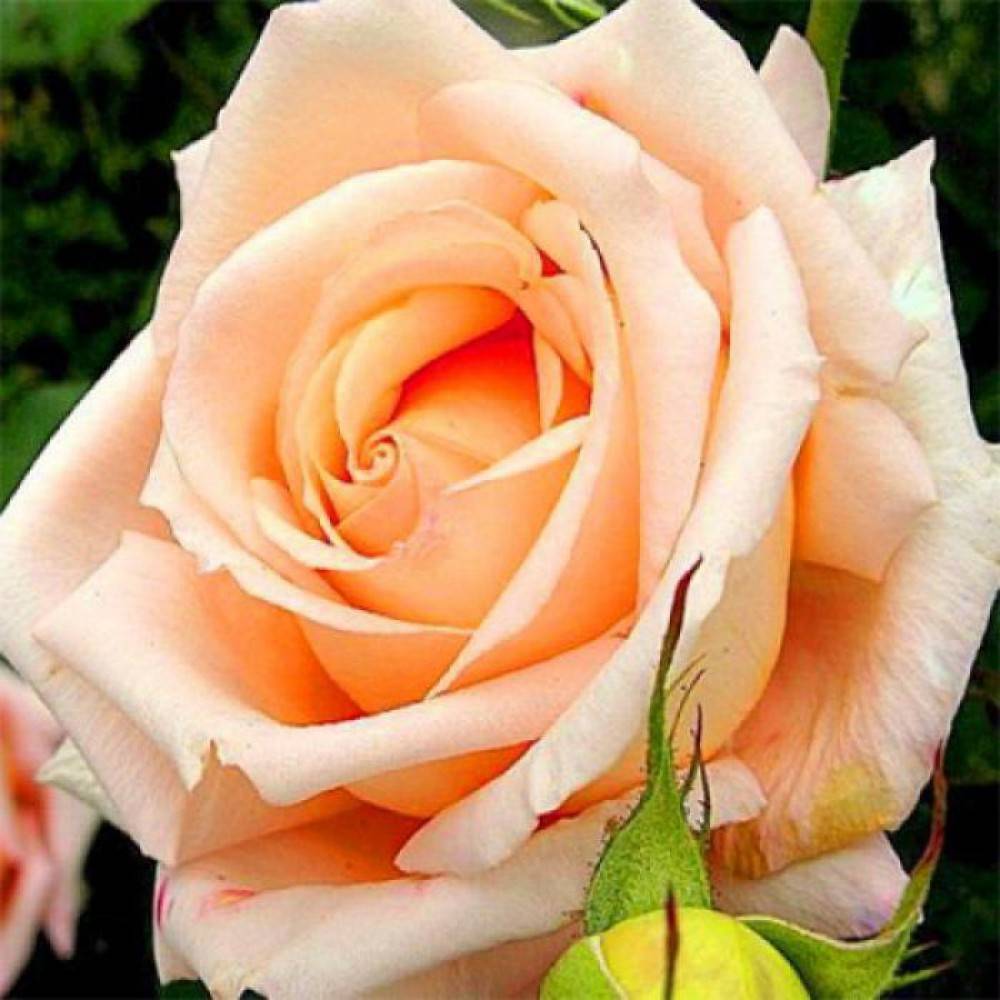 Розы чайно-гибридные сорта и фото