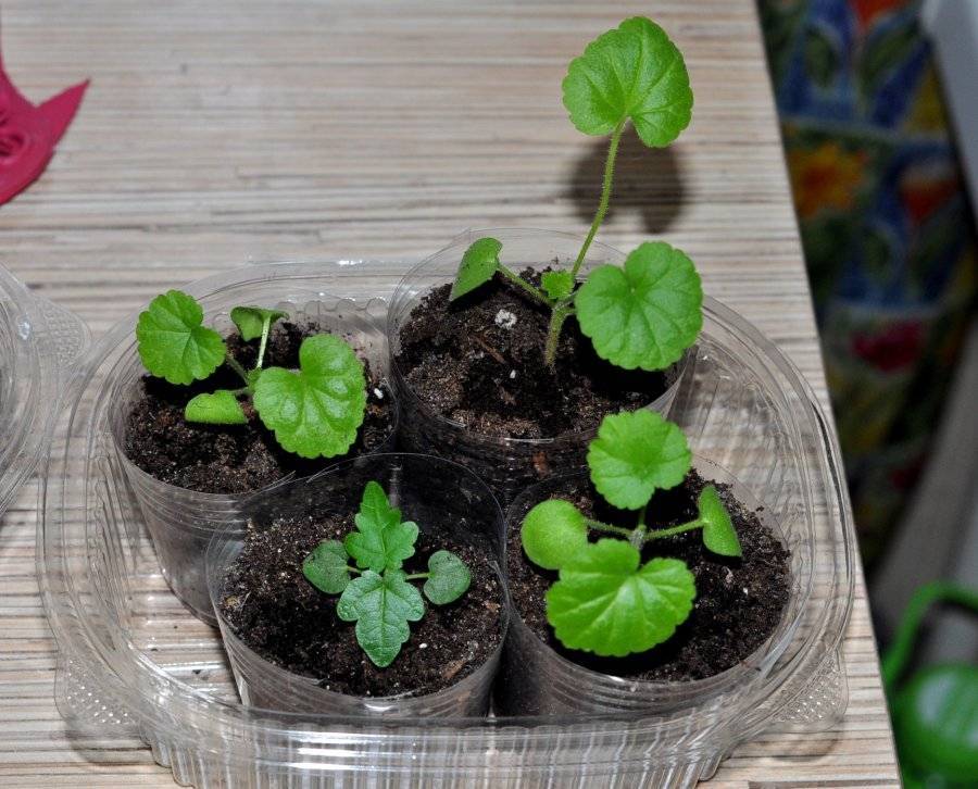 Как вырастить пеларгонию из семян в домашних условиях