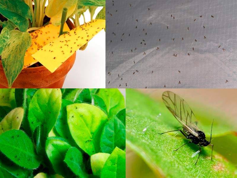 Мошки в орхидеях: как избавиться от вредителей и почему может появиться грибной комарик, что делать, если завелись мелкие мушки, чем обработать домашний цветок?