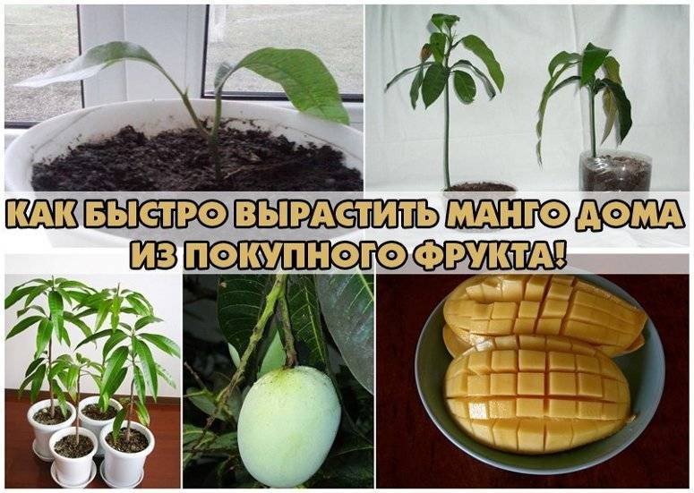 Можно ли выращивать манго из косточки в домашних условиях и как это делать?
