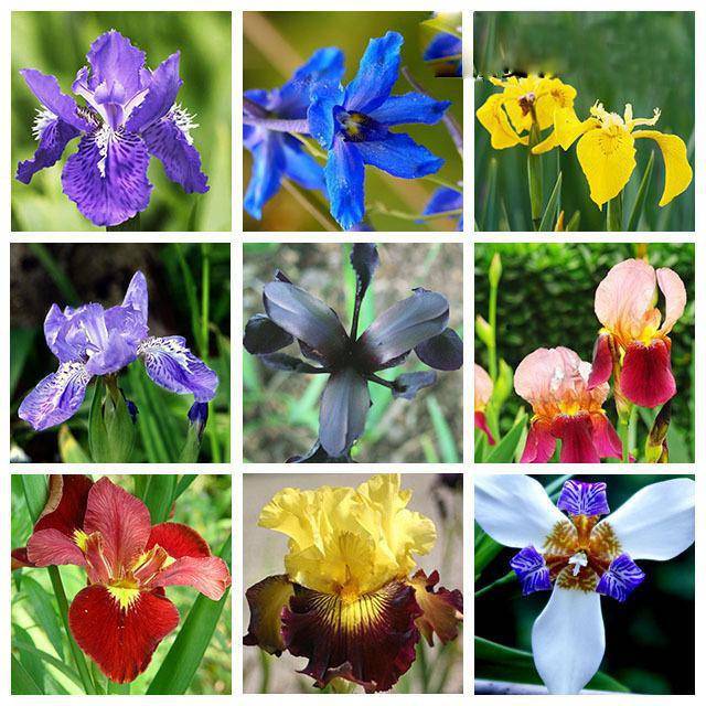 Ирисы: фото всех сортов, видов, разновидности цветов, крупные, сортовые, повторноцветущие, гибридные, садовые, ремонтантные, новые, лучшие, красивые