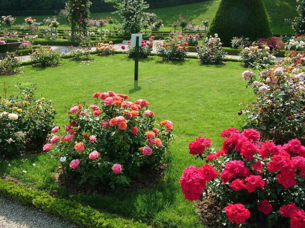 Уход за розами летом в саду. подкормка, размножение, обрезка