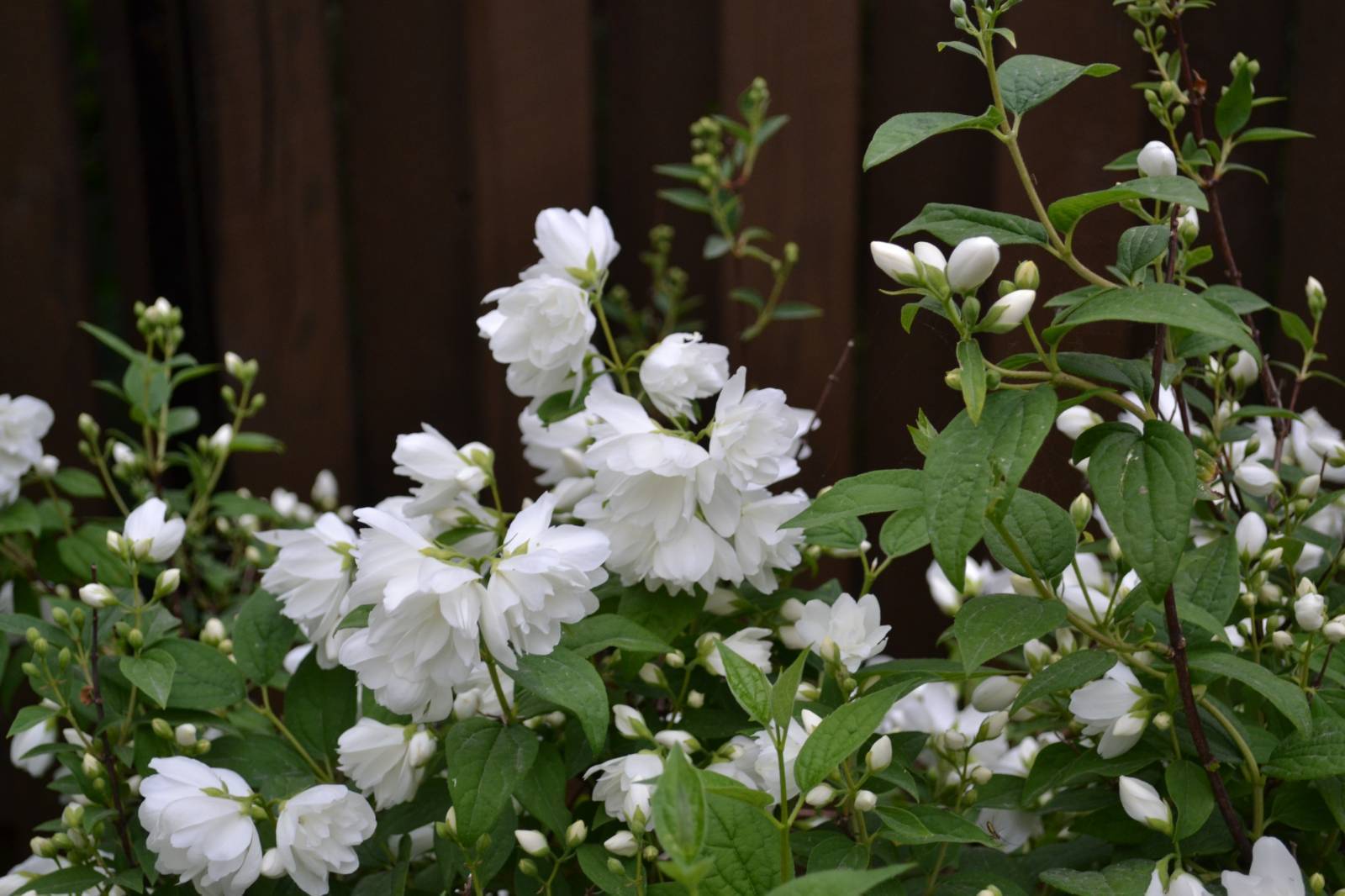 Жасмин — цветок для сада, посадка и уход за кустарником