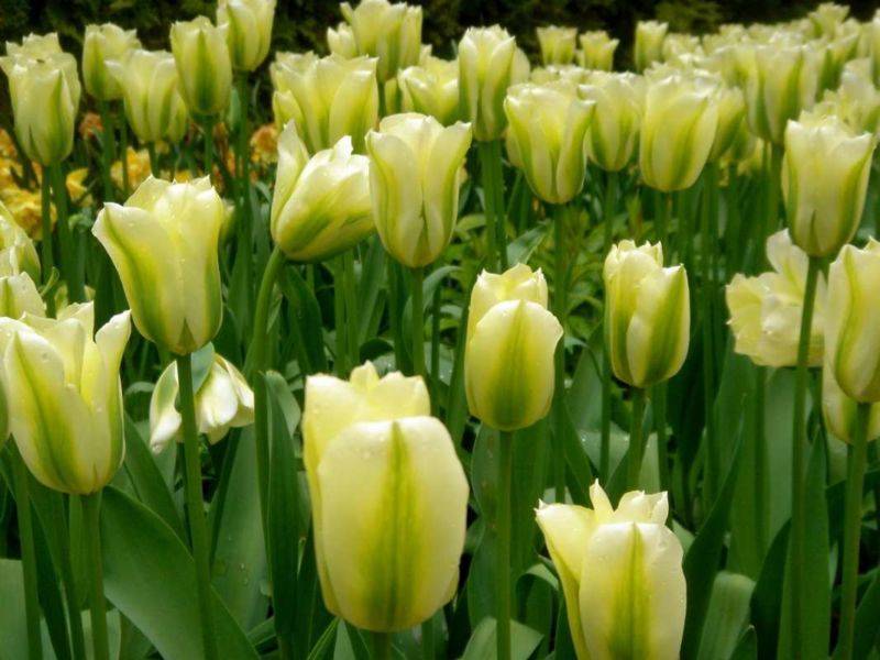 Тюльпан - описание, строение и виды цветка