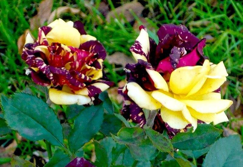 Роза флорибунда: лучшие сорта для украшения подмосковных садов