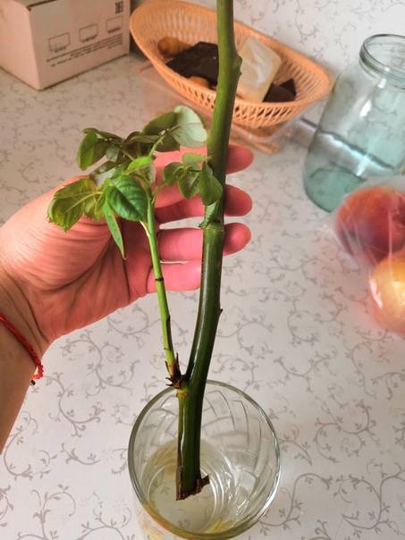 Роза дала росток в вазе как посадить - дневник садовода flowersdi.ru