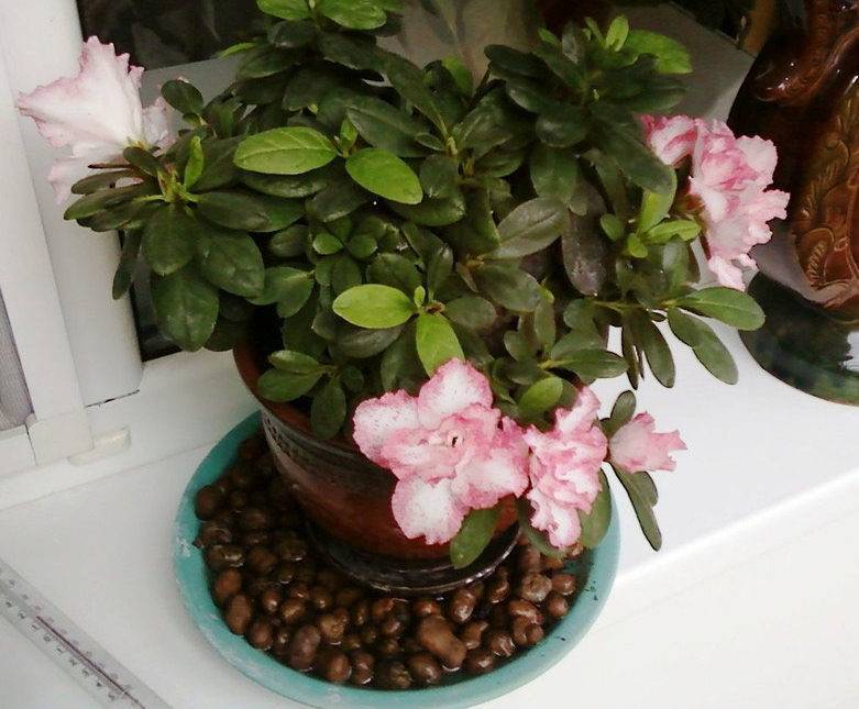 Цветок азалия: уход в домашних условиях, фото, пересадка