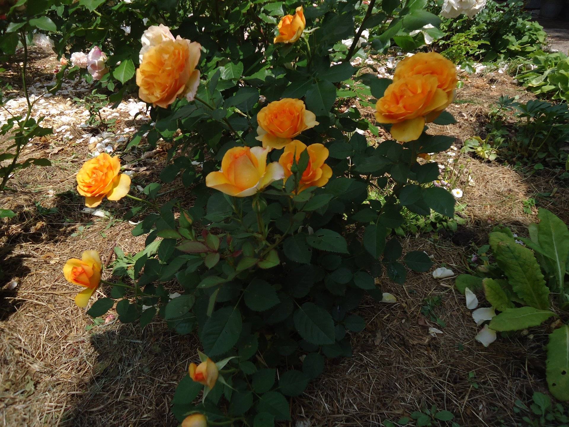 Парковая роза посадка и уход, выращивание, сорта с фото