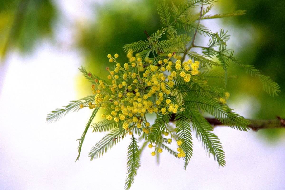 Цветок мимоза: описание, значение, как ухаживать в домашних условиях - lifeflower