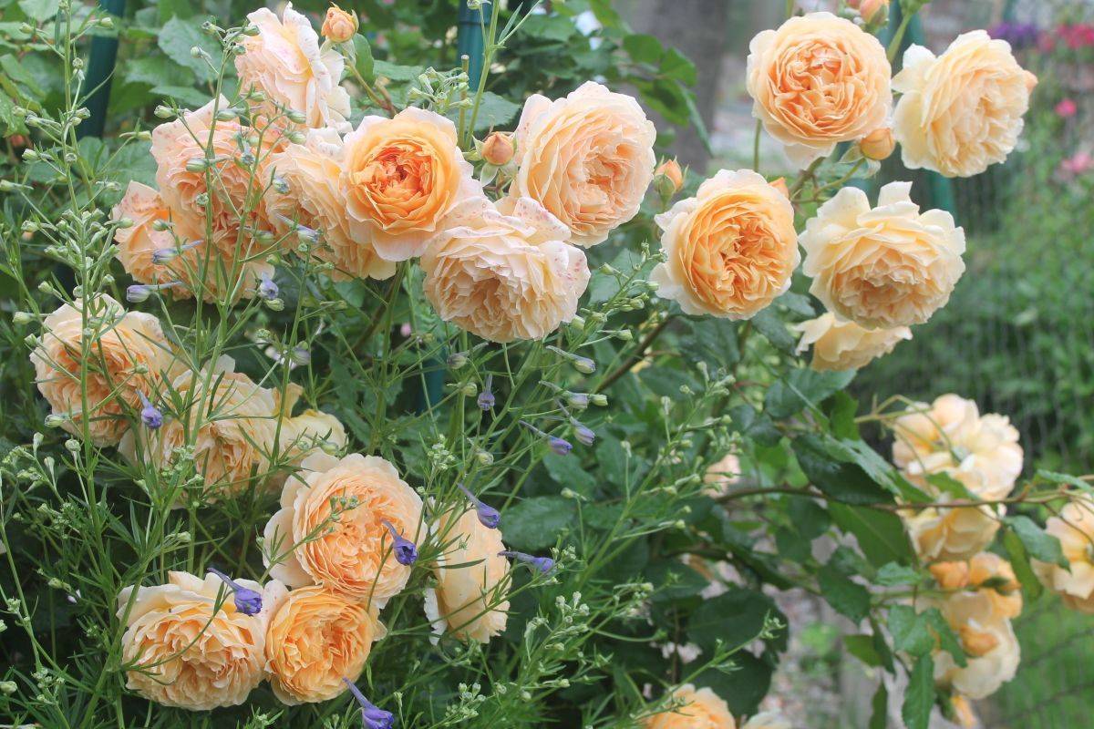 Роза кроун принцесса маргарет отзывы | мой сад и огород