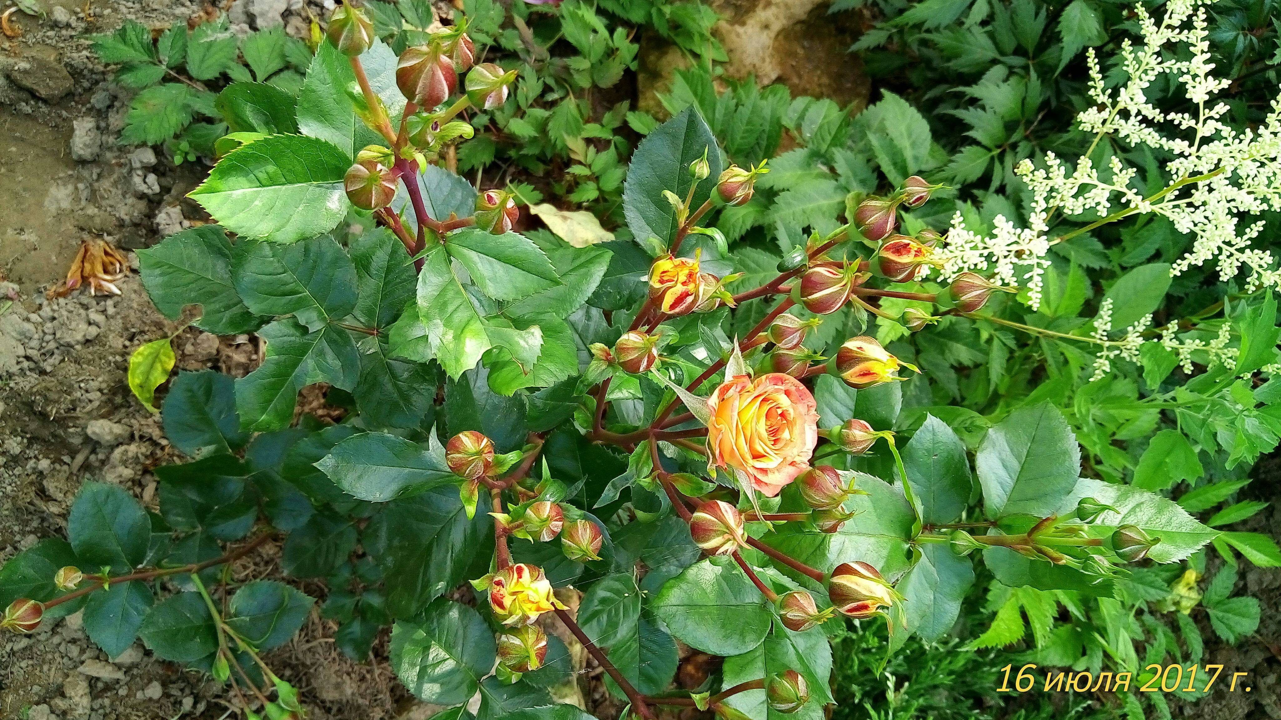 Роза файер флеш – описание сорта, плюсы и минусы, секреты выращивания | розоцвет