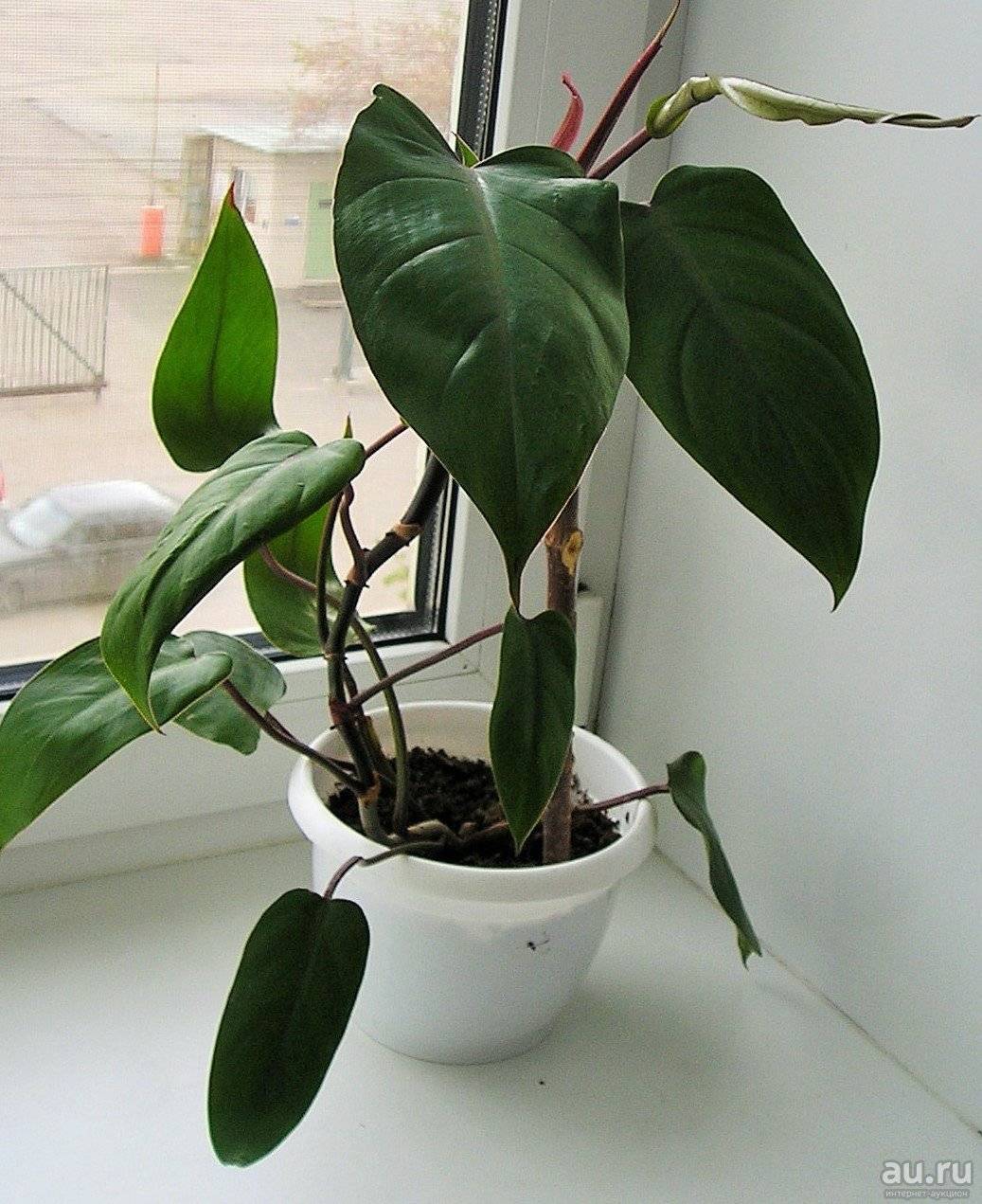 Филодендрон: комнатные разновидности этого растения, выращивание и уход за ним в домашних условиях