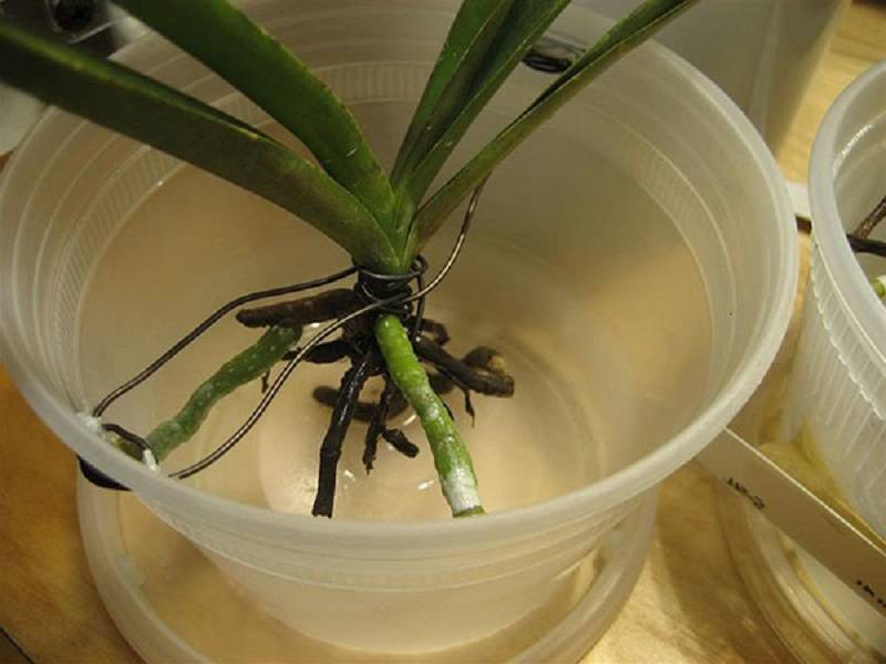 Сгнила орхидея - можно ли и как её спасти, а также что делать, если появилась гниль на шейке? полезные советы от специалистов