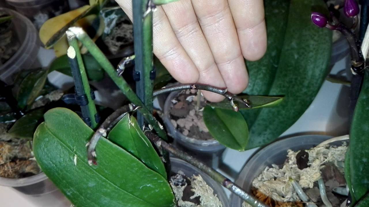 Почему у орхидеи опадают нераспустившиеся бутоны или желтеют и быстро отваливаются цветки: основные причины того, что растение сбрасывает цветы и что делать?