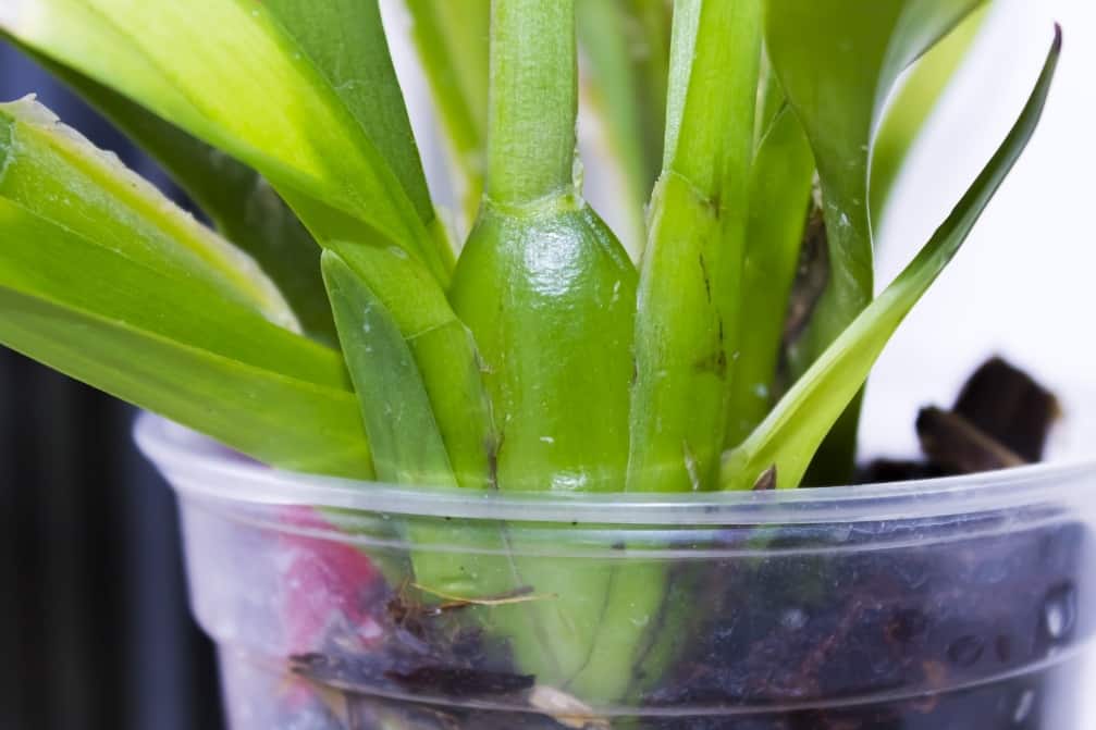 Правила ухода за орхидеей мильтонией – выращиваем тропический цветок на подоконнике