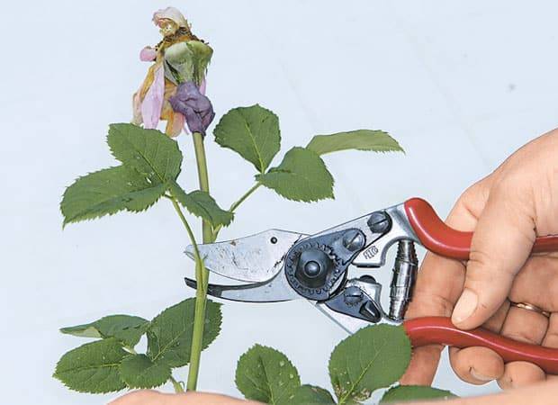 Как обрезать розы после цветения летом видео, фото
