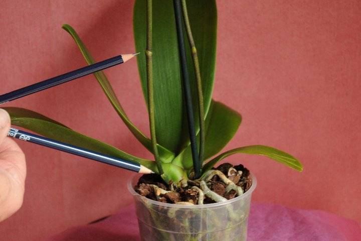 Как обрезать орхидею после цветения – основные правила обрезки цветоноса, воздушных корней и листьев в домашних условиях