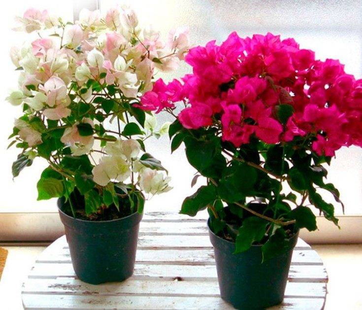 Бугенвиллия: выращивание и уход в домашних условиях, сорта и размножение | клуб цветоводов