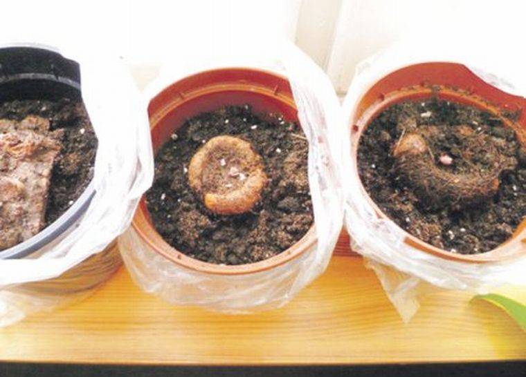 Выращивание бегонии клубневой: правила посадки, способы размножения и уход в домашних условиях