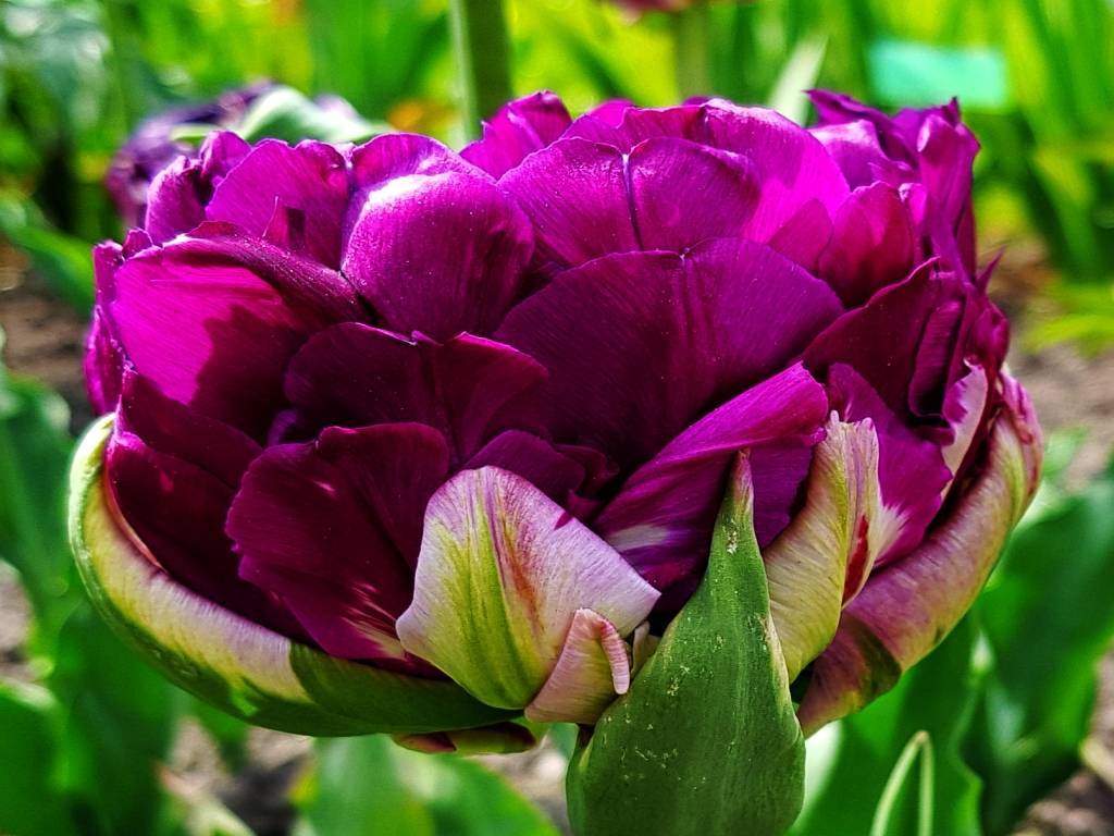 Карликовый тюльпан - лучшие сорта и классы, детальное описание