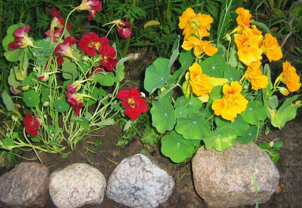 Цветок настурция: вуращивание из семян - посадка и уход (фото)