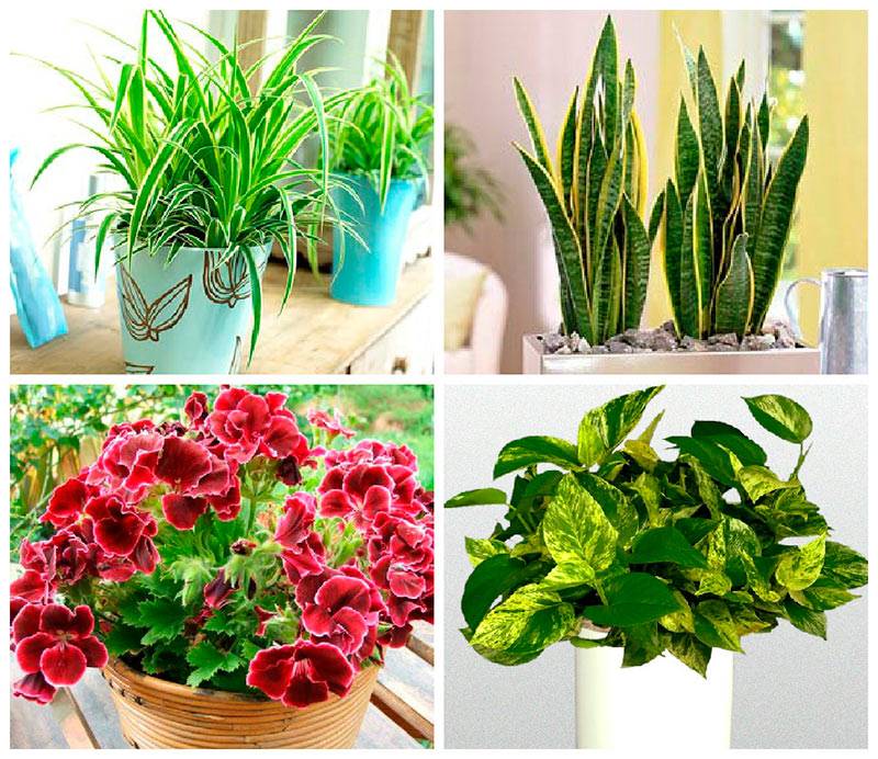 Названия и фото комнатных светолюбивых растений