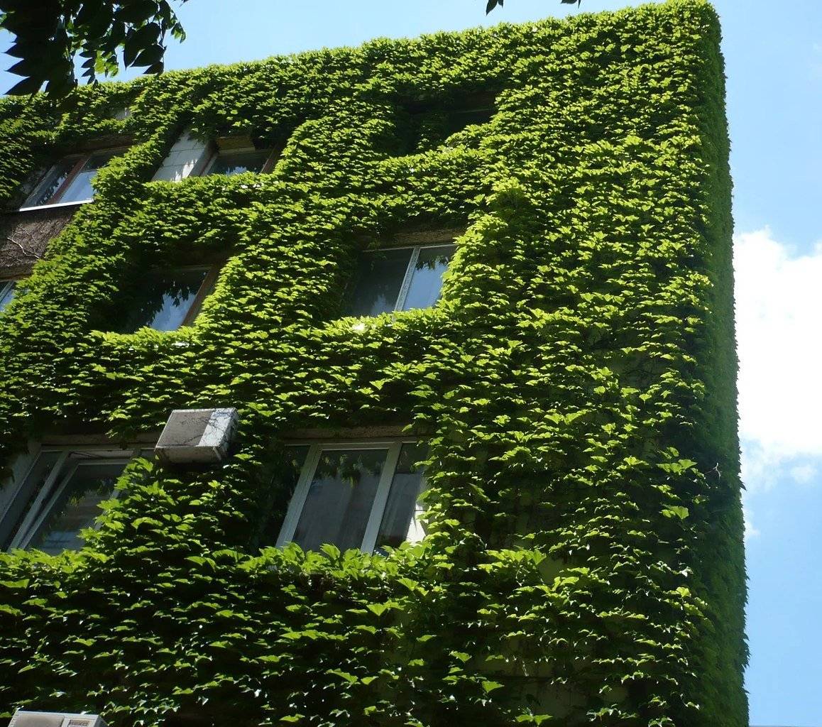Вертикальное озеленение дома своими руками, фитомодули, конструкции