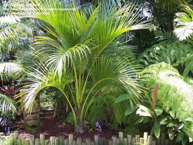Пальма арека: 6 важных советов по уходу и размножению