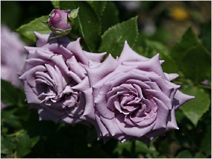 Плетистая роза индиголетта (indigoletta) клайминг: описание с фото, история возникновения, посадка, выращивание и уход, а также вредители, болезни и размножениедача эксперт