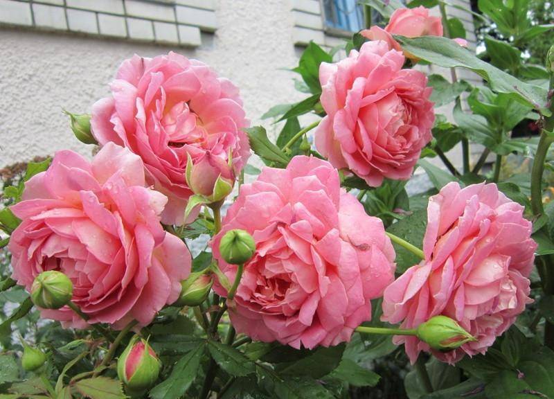 Роза голден селебрейшен: царственная аристократичность махровых бутонов