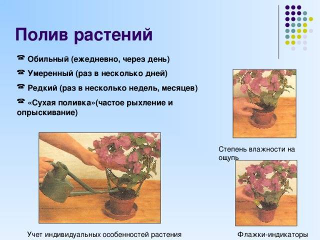 Как правильно поливать цветы летом - частота и методы полива