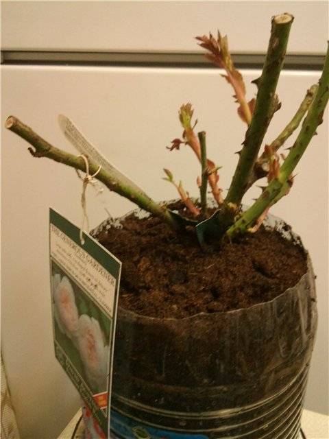 ✅ роза дала ростки на стебле как посадить - питомник46.рф