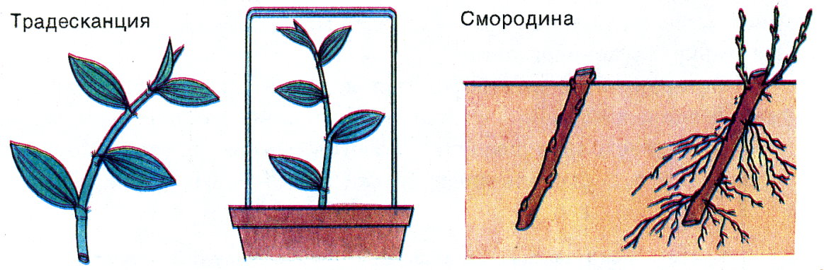 Каланхоэ: размножение черенками, листом, уход за саженцами в домашних условиях