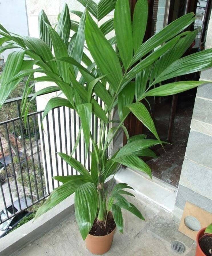 Арека – уход в домашних условиях. выращивание пальмы арека, пересадка и размножение. описание, виды. фото